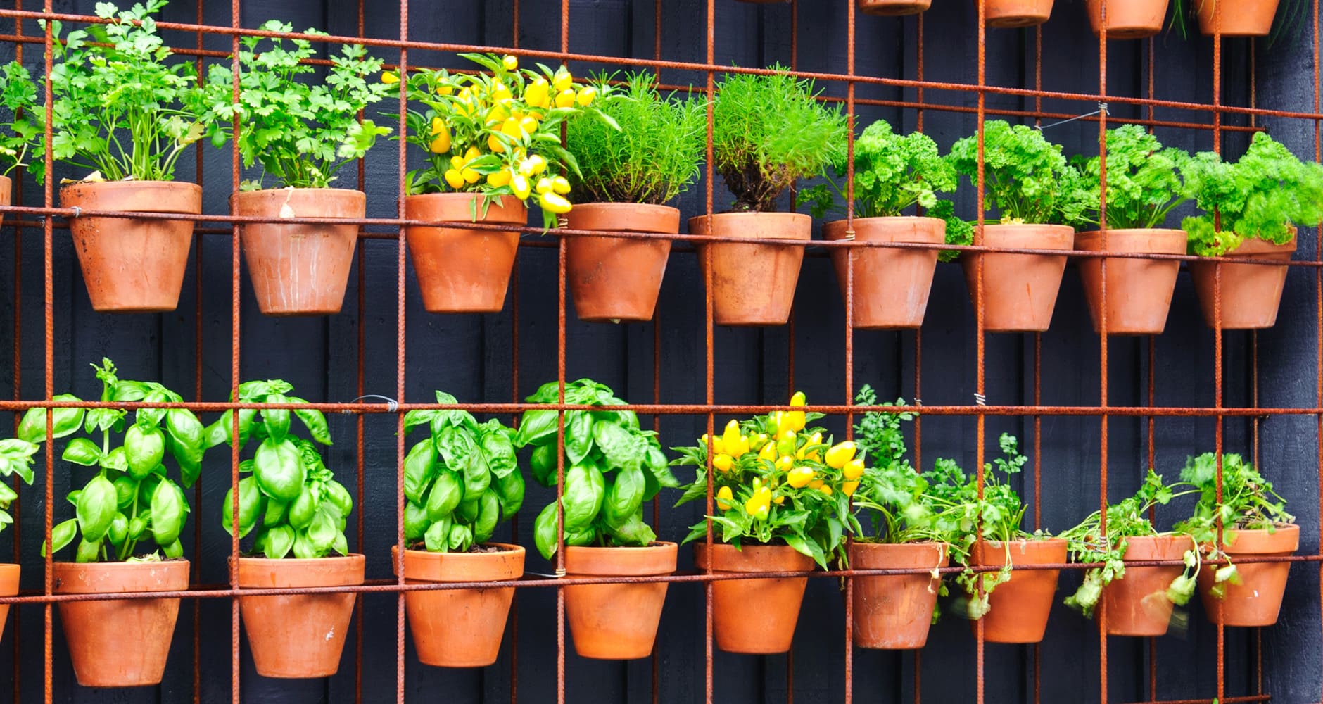 Vertical Gardening