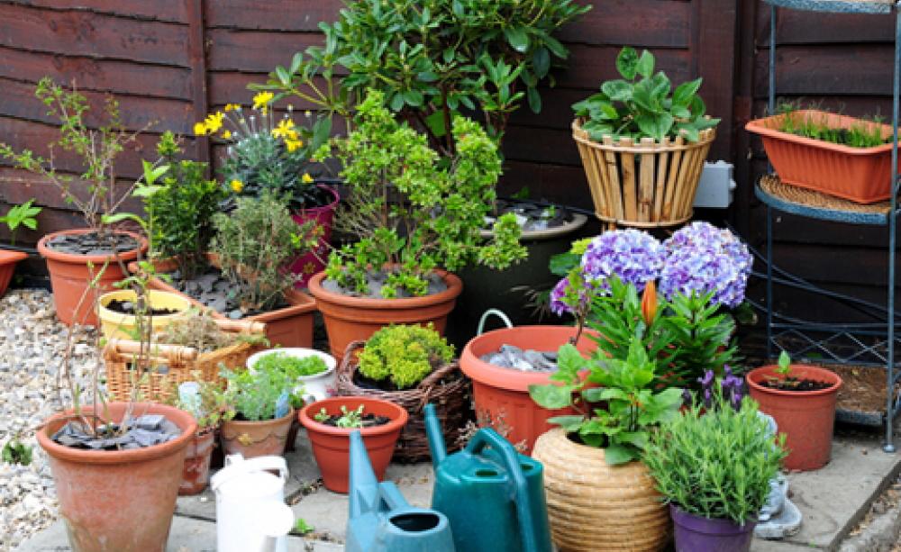 Vertical Gardening