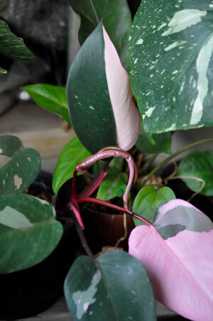 Pink Princess Philodendron