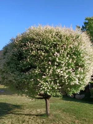 flamingo tree