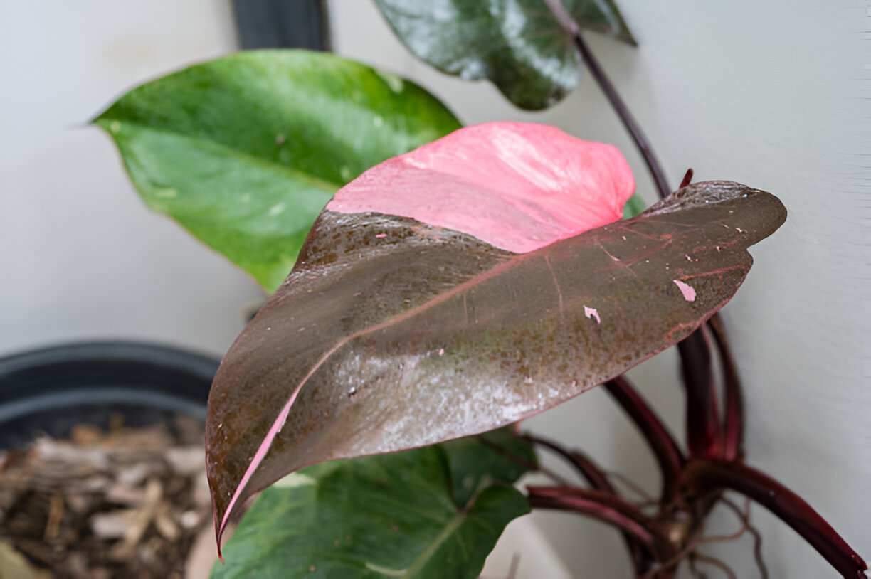 Pink Princess Philodendron