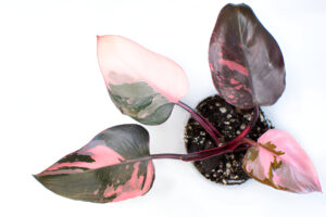 Pink Princess Philodendron