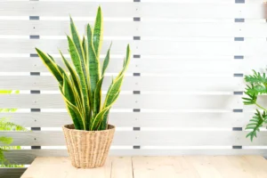 Environmental Factors and Snake Plant Growth