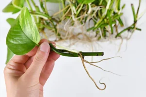 Cutting Pothos