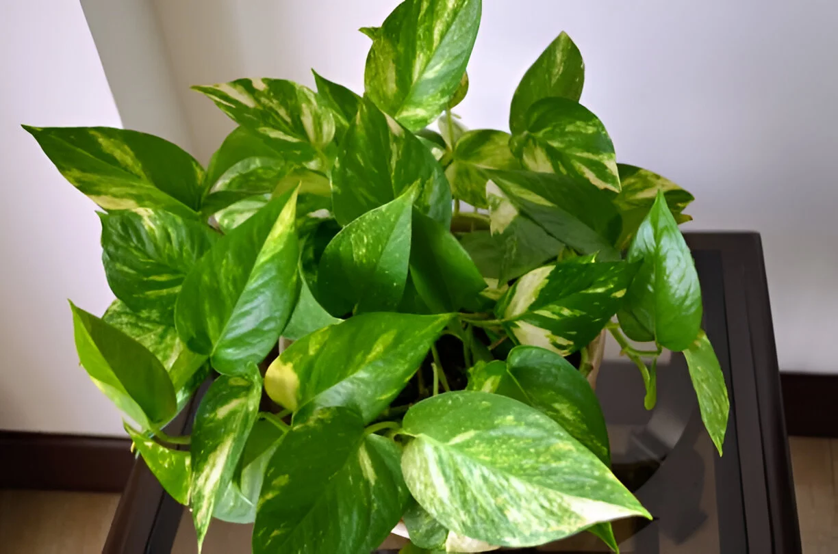 How Can I Make Pothos Grow Faster