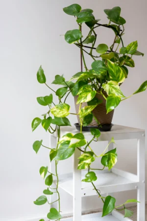 Is Pothos Growing in Low Light