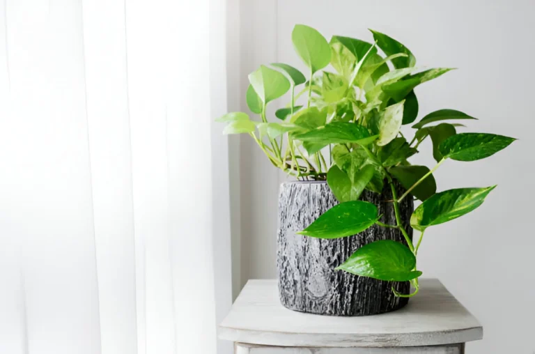 propagate pothos