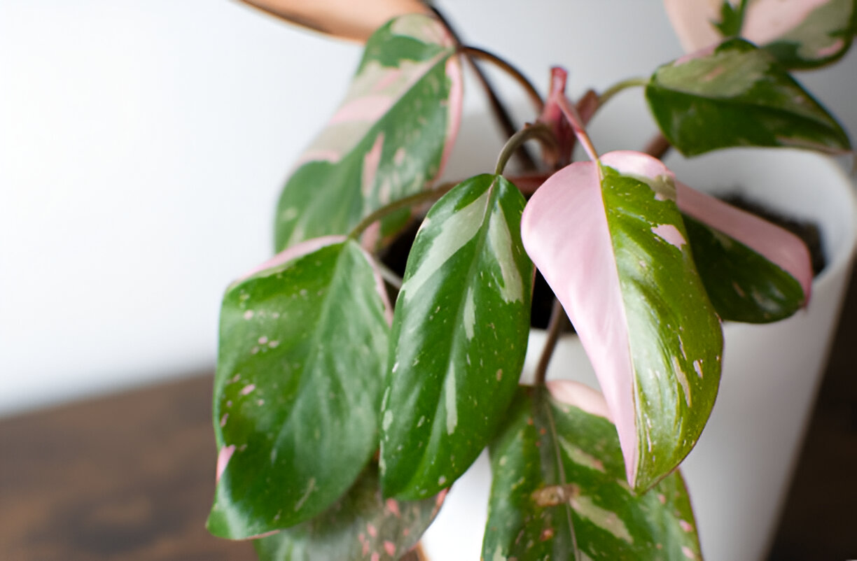 Pink Princess Philodendron