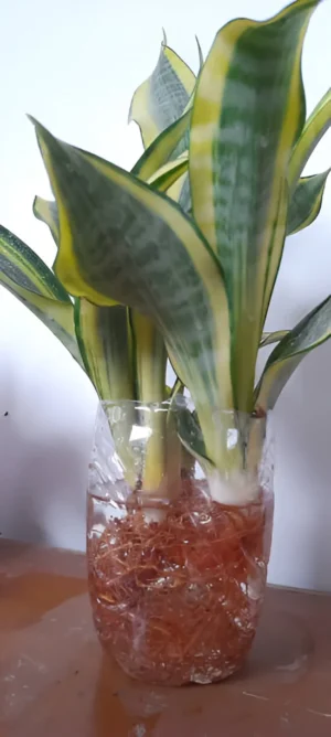 Propagate snake plant with Leaf Cuttings in water