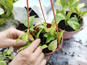 Rooting in Soil