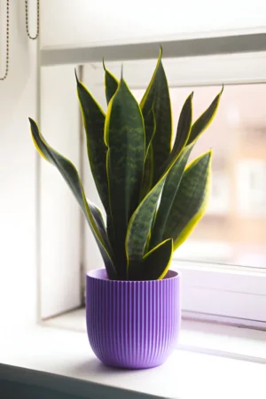 Why Propagate a Snake Plant?