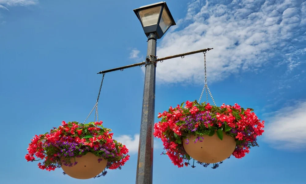 Huge Hanging Baskets
