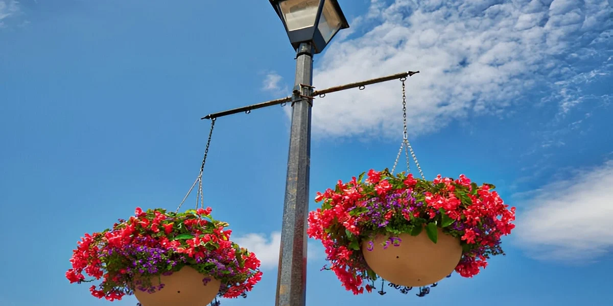 Huge Hanging Baskets