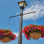 Huge Hanging Baskets
