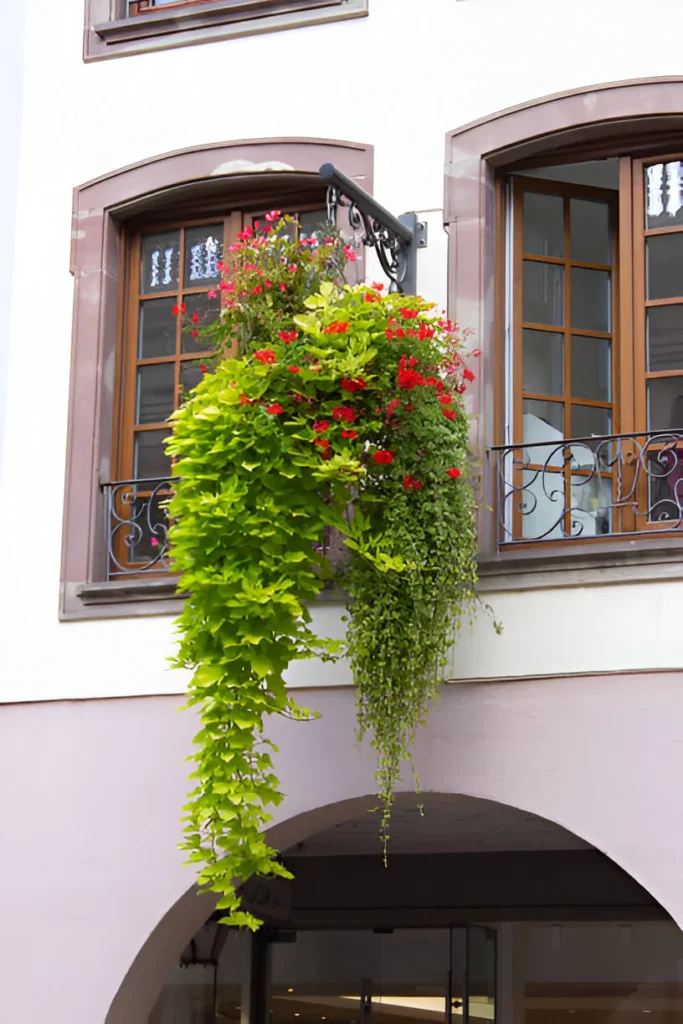 Balcony Hanging Basket